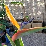 Strelitzia reginae Fleur