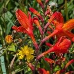 Crocosmia x crocosmiiflora Flor