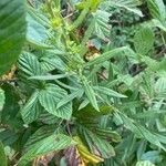 Solidago canadensis Leaf