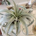 Tillandsia xerographica Leaf