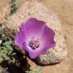 Cristaria aspera Flor