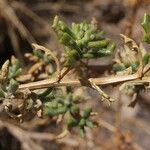 Senecio potosianus Leaf