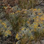 Eriogonum caespitosum Hábitos