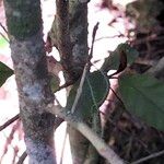 Trichocladus crinitus Bark