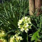 Primula elatior പുഷ്പം