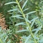 Podocarpus totara Leaf