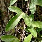Passiflora amethystina Leaf