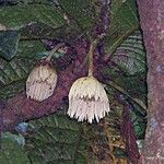 Sloanea magnifolia 花