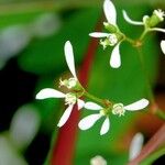 Euphorbia hypericifolia Inny