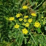 Foeniculum vulgareFlor