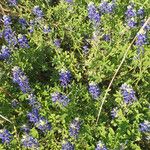 Lupinus texensis Lorea