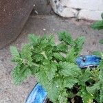 Verbena lasiostachys Yaprak