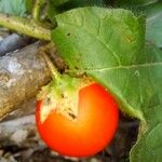 Solanum capsicoides Frugt