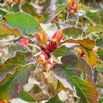 Cistus populifolius Likasa