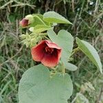 Abutilon hirtum Květ