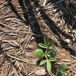 Lupinus texensis Ліст