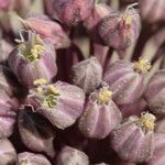 Allium commutatum x Allium porrum Flower