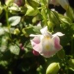 Torenia fournieri Flower