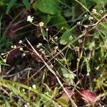 Linum catharticum Habit