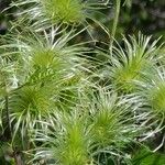 Clematis lasiantha Fruit