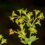 Alchemilla glabra Fruit