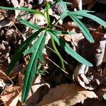 Cardamine concatenata 葉