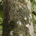 Elaeoluma nuda 树皮