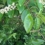 Prunus serotina Leaf