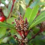 Ascarina rubricaulis Fruit