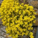 Sedum acre Blüte