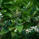 Annona squamosa Vrucht