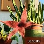 Stapelia hirsuta Çiçek