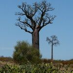 Adansonia za Кора