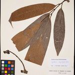 Guatteria megalophylla Leaf