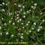 Myosotis pusilla Hábito