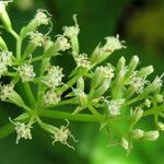 Mikania micrantha Flower