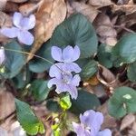 Viola grypocerasFlower