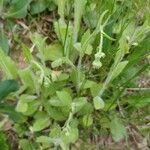 Myosotis macrosperma Leaf