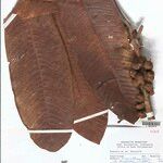 Madhuca kingiana Leaf