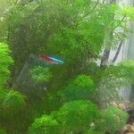 Limnophila heterophylla Natur