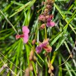 Polygala amboniensis Flor