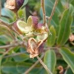 Matayba guianensis Плод