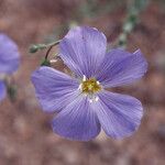 Linum lewisii Flower