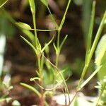 Sabulina tenuifolia برگ