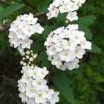 Spiraea × vanhouttei Õis