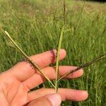 Dichanthium aristatum Flors