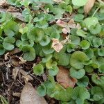 Dichondra carolinensis Kukka