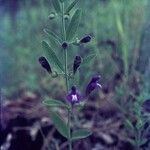 Scutellaria siphocampyloides 整株植物