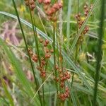 Juncus compressus Floare