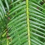 Torreya californica Hoja